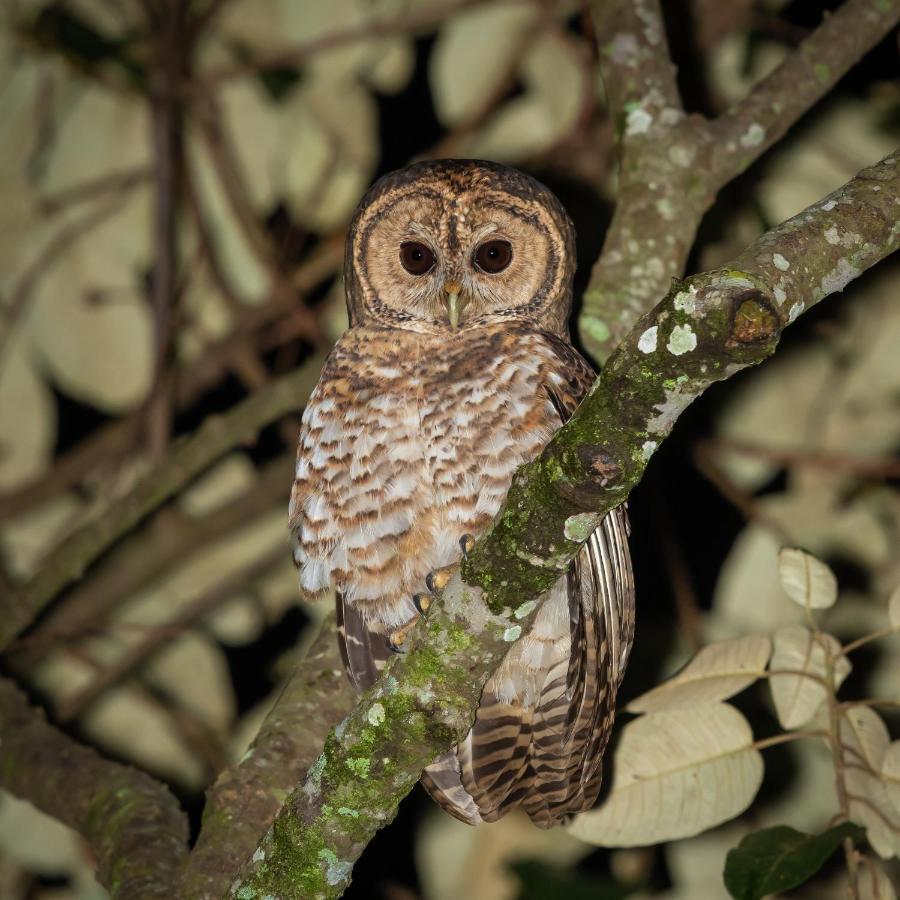 ジュンディアイ Sitio Serra Das Paineirasヴィラ エクステリア 写真